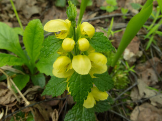 yasnotka yellow (Galeobdolon luteum) in early spring in the forest