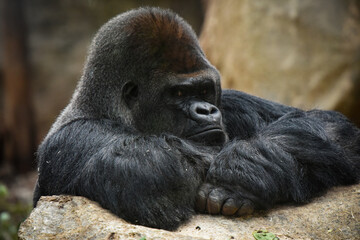 Fototapeta premium gorilla