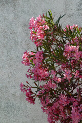 Bright pink flowers of oleander tree ( Nerium oleander )  against  old rustic wall. Copy space