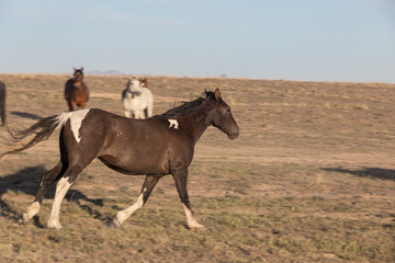 Fototapeta na wymiar Wild Horse in the Utah Desert in Spring