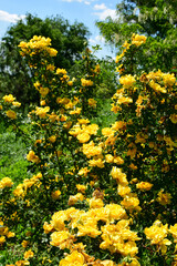Yellow flowers of a Bush rose in the summer in the Park
