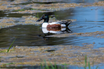 Northern Shoveler (Anas clypeata), Turnbull Wildlife Refuge, WA