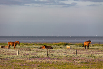 Horses on the salt meadows at the wadden sea on Juist, East Frisian Islands, Germany.