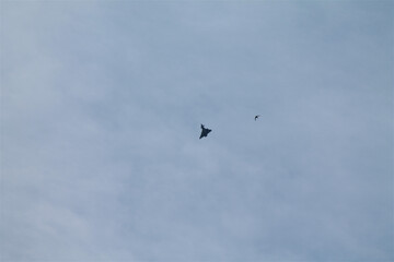 Fighter jet plane flying next to bird in a blue sky