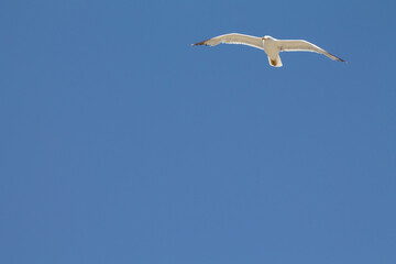 Obraz premium White seagull flying with his wings open taken from below with blue sky as a background
