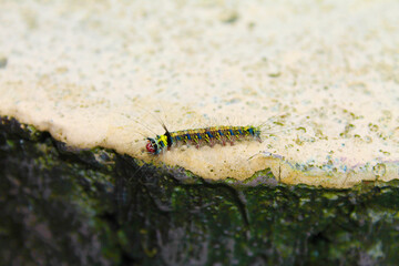 Obraz na płótnie Canvas Small little colourful caterpillar with long hair walking on a piece of wood