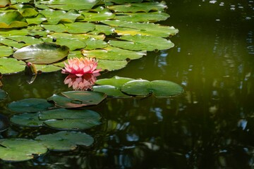 Magic big bright pink water lily or lotus flower Perry Orange. Close-up. Nymphaea flower reflection in pond water as in mirror.  Atmosphere of a relaxing holiday of happiness and love.