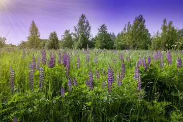 Spring or summer natural background. Landscape with a field of lupins in the rays of sunlight. Purple lupins harmonize with the blue sky.