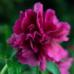 Beautiful summer garden flowers close-up.