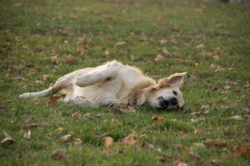 Naklejka na ściany i meble A golden retriever is a roll around in the grass. He is so happy to free dog.