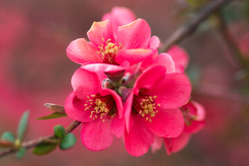 Naklejka na ściany i meble beautiful pink spring flowers