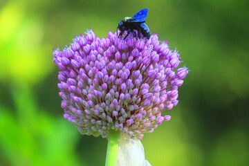 carpenter bee on a flower