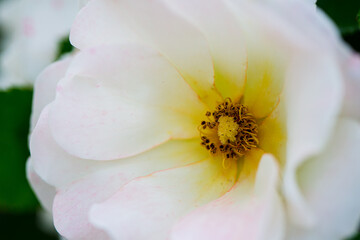 White rose with yellow center