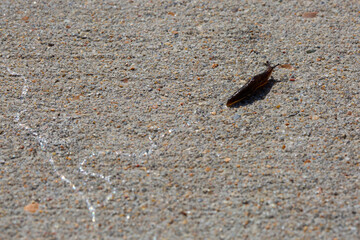 Slug crawling across concrete leaving slime trail