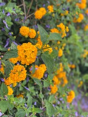 Obraz premium Purple and yellow flowers on a warm day 