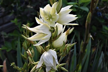 Obraz premium Kwiaty juki 