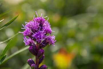 Dense Blazing Star - purple flower - liatris spicata