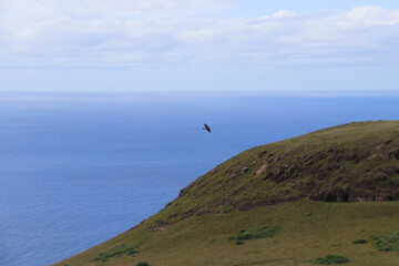 Aigle &agrave; l'&icirc;le de P&acirc;ques