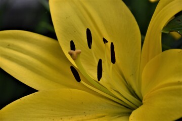 Kwiaty lilie w ogrodzie © merko