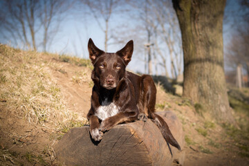 border collie is lying on bench. It is autumn atmosphere and she is so fluffy.