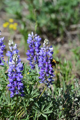 a bee on a violet lupine flower