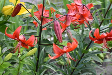 Kwiaty lilie w ogrodzie © merko