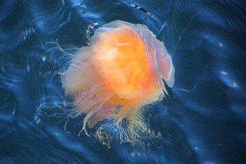 fire jellyfish in water © youkman
