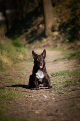 puppy of border collie is lying on road. She is so happy and crazy dog. She loves moving.