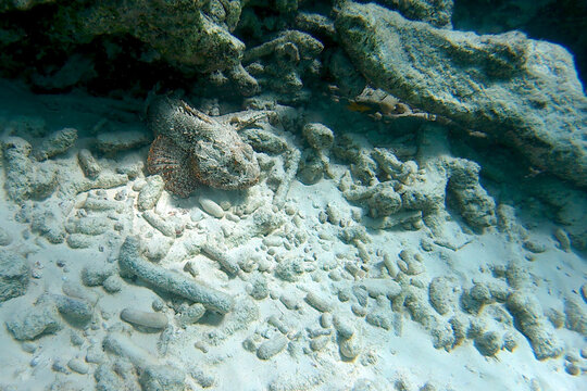 Under water picture of a poisonous stonefish in the Caribbean Ocean of Bonaire. A scary looking fish looking like a rock