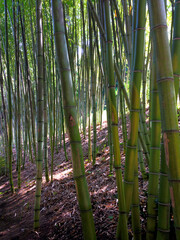 Fototapeta premium Green Bamboo Forest