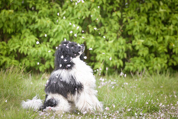 Obraz premium Portrait of black poodle in pink leaves of flowers. He loves doing model for photographers.