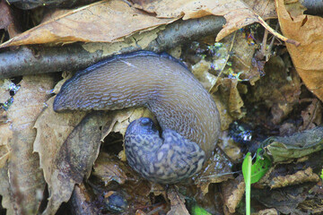 slug in the vegetation in the forest