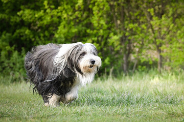 Bearded collie is running in dandelions. He is so patient dog.