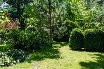 Boxwood Buxus sempervirens or European box in an evergreen landscaped garden. Trimmed boxwood bushes. Buxus sempervirens shrubs with light green lawn in foreground. Place for your text.