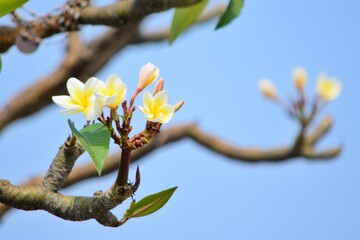 Shallow depth of field shot of white flowers blossoming on a tree