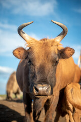 Obraz premium A mongolian cow feeding its baby in the summer pasture.