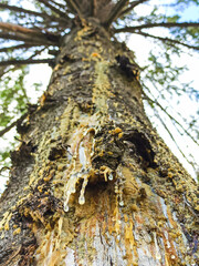Yellow drops of pine resin flow down the tree