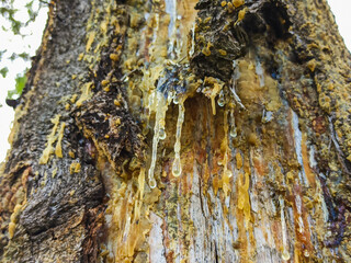Yellow drop of resin on a conifer