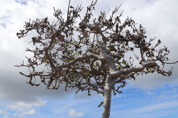 Arbre à l'île de Pâques