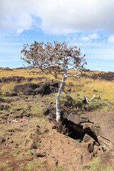 Arbre sortant d'une grotte à l'île de Pâques