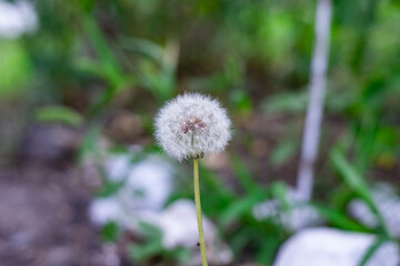 Dandelion seeds in the morning sunlight blowing away across a fresh green background