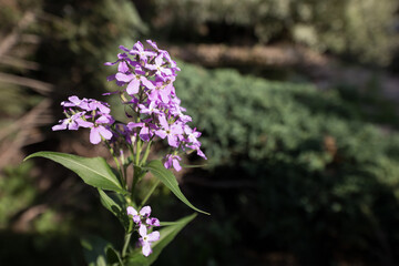 Beautiful summer garden flowers close-up.