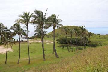 Palmerais de la plage d'Anakena &agrave; l'&icirc;le de P&acirc;ques	