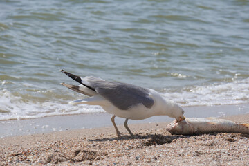 seagull caught a big fish and eats it on the seashore  