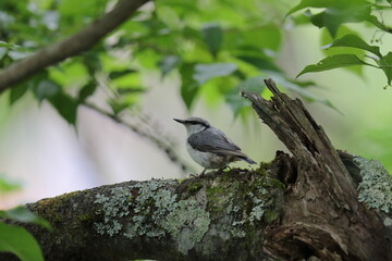 木の枝にとまるゴジュウカラ