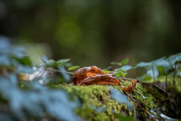 vertrocknetes Blatt auf Moos bei schwacher Tiefenschärfe