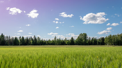 Swedish countryside with growing grain and white summer clouds in the sky
