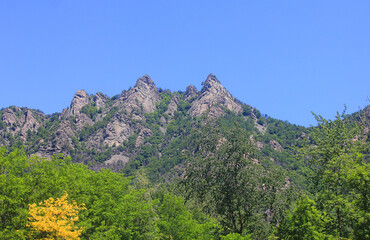 vegetation in front of mountains in summer