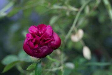 Beautiful summer garden flowers close-up.