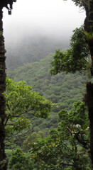 Fototapeta premium bosque tropical entre árboles